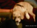 MY PETS!!