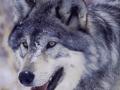 WOLVES