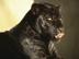 Black-goes-hard_72x54_c