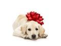 Cutiest-puppy-in-the-world-awwww----120x90-c_120x90_c