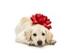 Cutiest-puppy-in-the-world-awwww----120x90-c_72x54_c